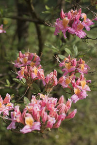 Close-up of pink flowering plant