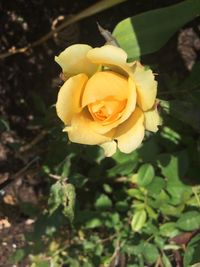 Close-up of yellow flower blooming outdoors