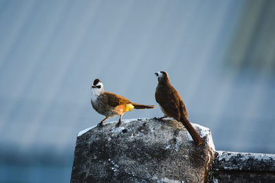 Birds perching on a bird