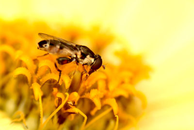 Close-up of insect on yellow flower