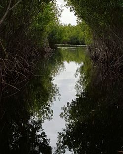 Reflection of trees in lake