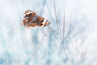 Close-up of butterfly on snow, painted lady vanessa cardui