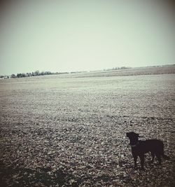 Close-up of dog in field