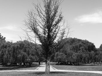 Bare trees on field against sky