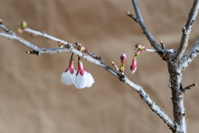 Cherry blossom bonsai