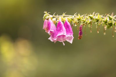 Close-up of pink flowers