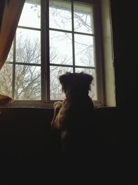 Dog looking through window