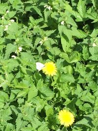 Yellow flowers blooming outdoors