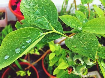 Close-up of raindrops on leaf