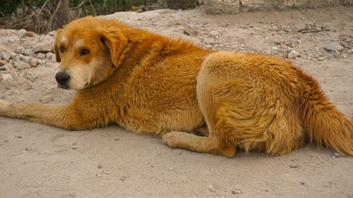 View of a dog lying on land