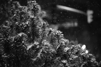 Close-up of plant on snow covered landscape