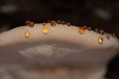 macro photography