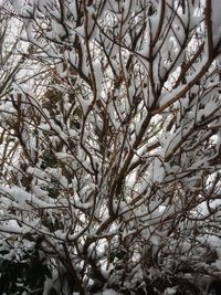 Low angle view of flower tree