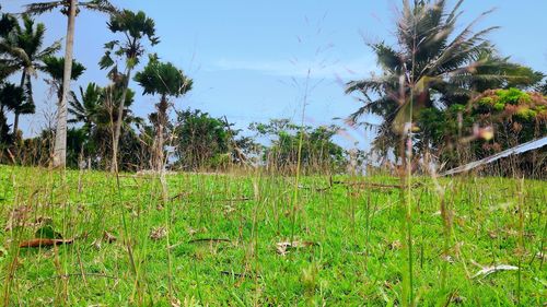 Scenic view of trees on field against sky