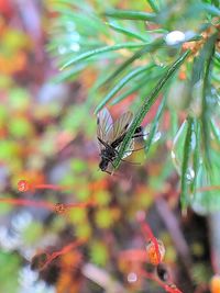 Close-up of insect on plant