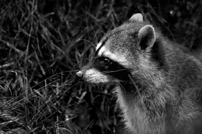 Close-up of an animal looking away