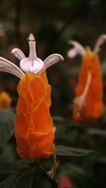 Close-up of flowers against blurred background