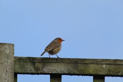 Low angle view of bird perching on wooden post against sky