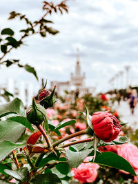 Close-up of red rose on plant