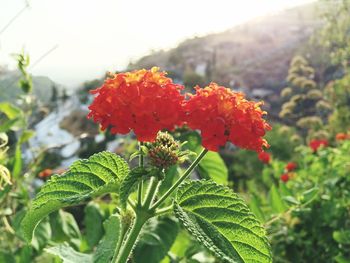 Close-up of red flowers