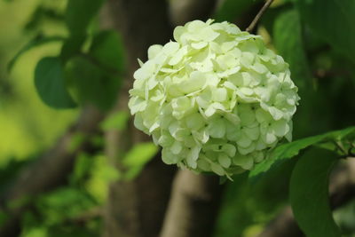 Close-up of flower blooming outdoors