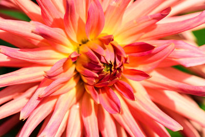 Close-up of pink dahlia