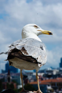 Seagull closeup shot sitting on galata tower in istanbul