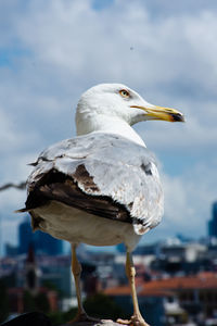 Close-up of seagull perching on rock