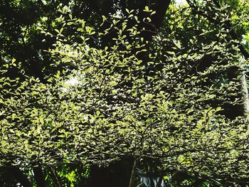 Low angle view of trees