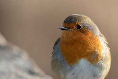 Close-up of a bird