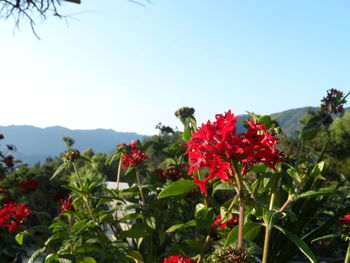 Close-up of red flowers blooming against clear sky