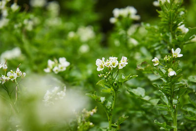 Close-up of white flowering plant