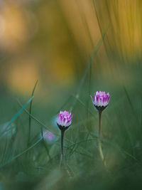 Close-up of pink flowering plant