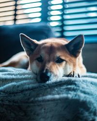 Close-up portrait of a dog resting at home