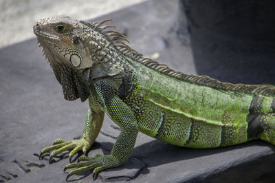 Close-up of a lizard