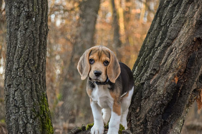 Portrait of dog on tree trunk