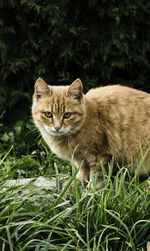 Cat on grass against trees