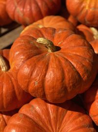 Full frame shot of pumpkins