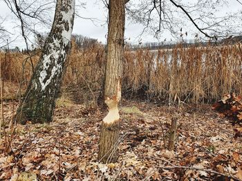 Dead tree on field in forest