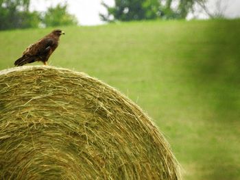 Close-up of owl perching on field