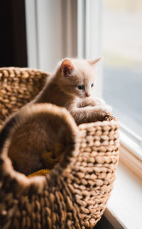 Cute beige kitten climbing out of a wicker basket.
