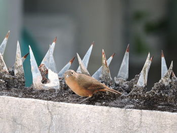 Close-up of bird perching on snow