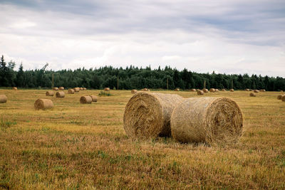 Haystacks in the field after harvest on a cloudy day. agriculture, food, early autumn. 