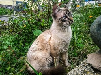 Cat sitting on grass