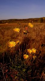 Yellow flowers blooming on field