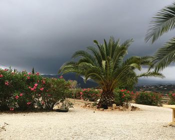 Palm trees by plants against sky