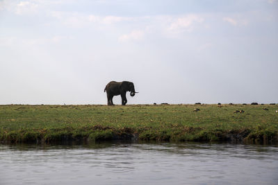Horse standing in a lake