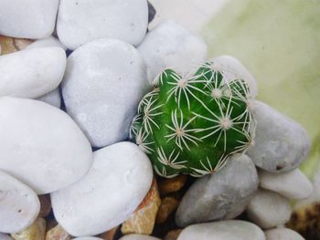 Close-up of cactus and pebbles