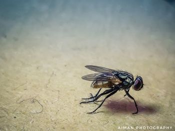 High angle view of fly on leaf