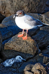 Close-up of seagull perching on rock